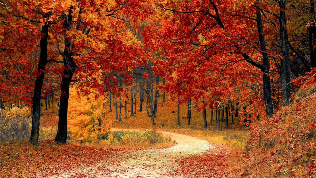 Camping Fall Season Rental