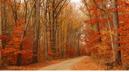 10 Best Campsites Near Toronto in October 2025