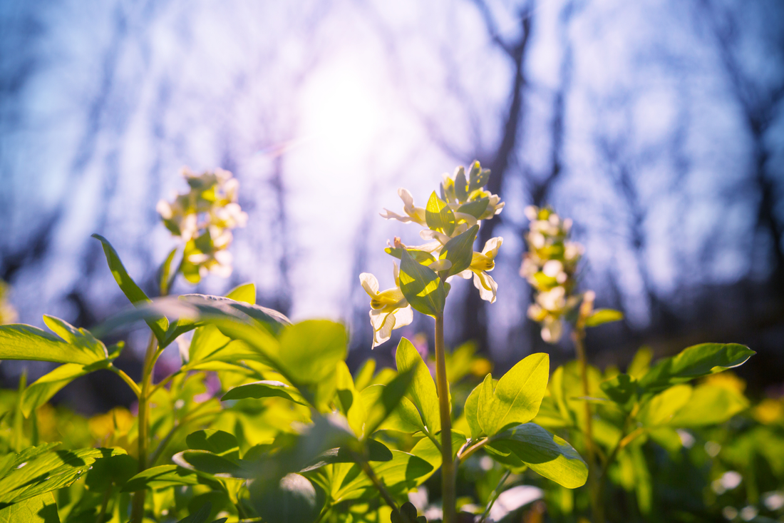 The Comfortable Camper: A Beginner’s Guide to Spring Camping in Ontario